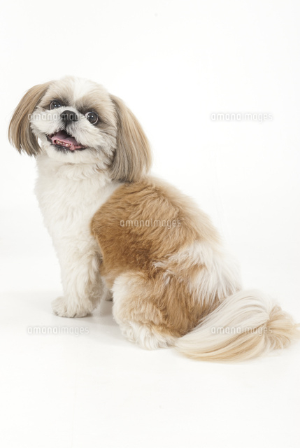 お座りをして振り向いている犬 の写真素材 イラスト素材 アマナイメージズ