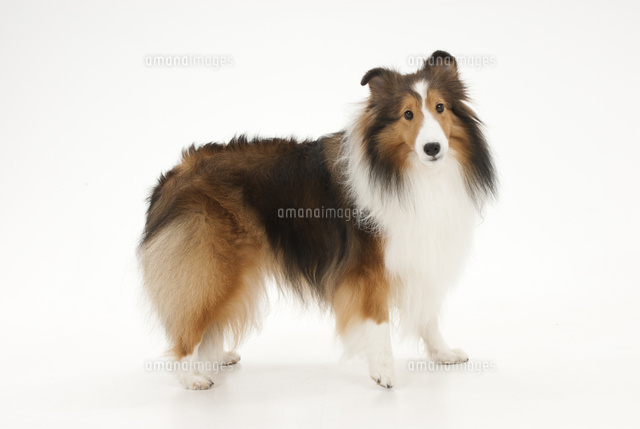 横を向いて立っている犬 の写真素材 イラスト素材 アマナイメージズ