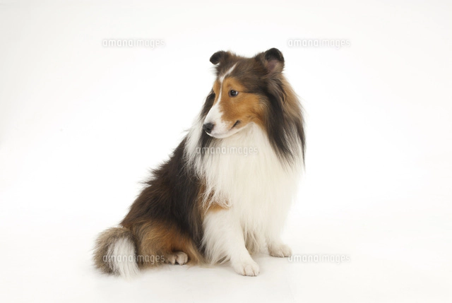 横を向いてお座りをしている犬[02322007044]の写真・イラスト素材