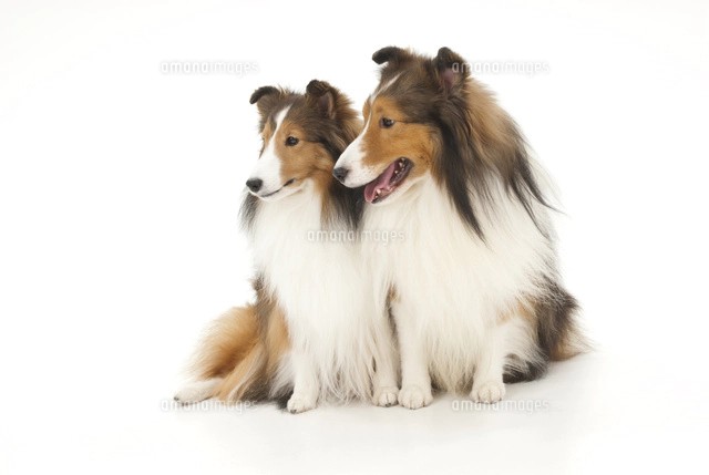 2頭の犬[02322007049]の写真・イラスト素材｜アマナイメージズ