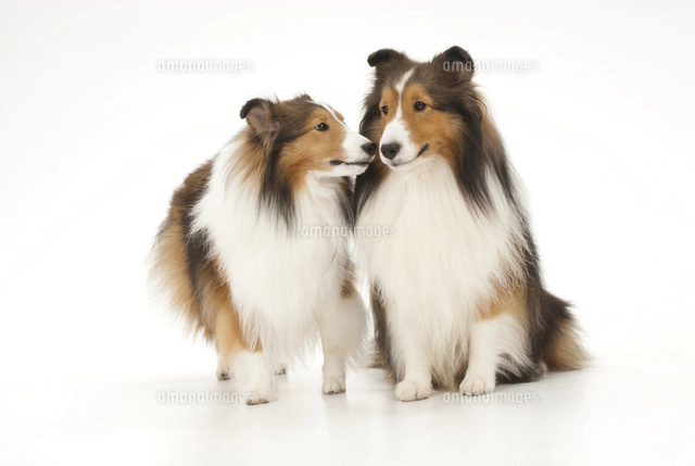 2頭の犬[02322007051]の写真・イラスト素材｜アマナイメージズ