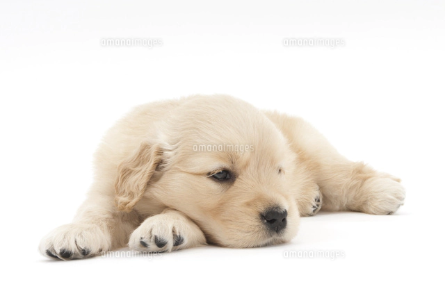 足を伸ばして伏せをしている仔犬の後ろ姿 の写真素材 イラスト素材 アマナイメージズ