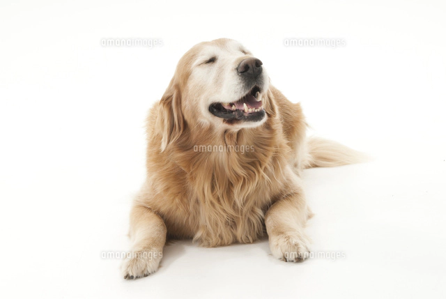 足を伸ばして伏せをしている仔犬の後ろ姿 の写真素材 イラスト素材 アマナイメージズ