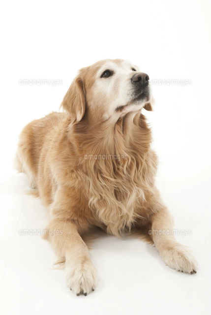 足を伸ばして伏せをしている仔犬の後ろ姿 の写真素材 イラスト素材 アマナイメージズ