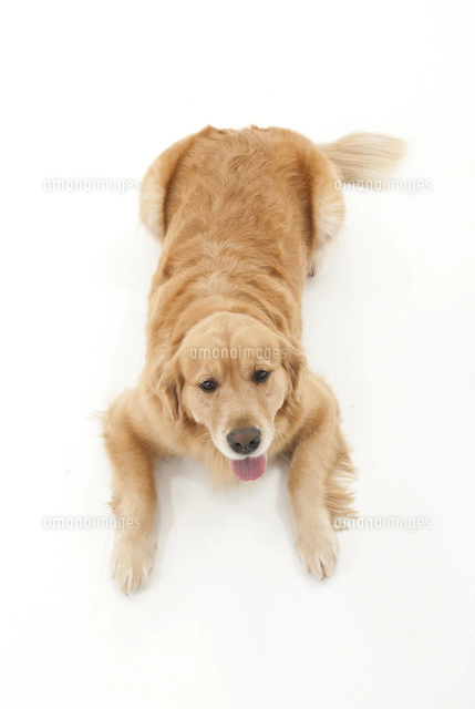 足を伸ばして伏せをしている仔犬の後ろ姿 の写真素材 イラスト素材 アマナイメージズ