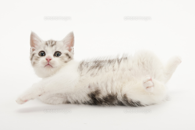 寝転がっている仔猫 の写真素材 イラスト素材 アマナイメージズ