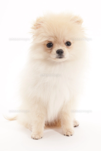 犬 ポメラニアンの写真素材 ストックフォト アマナイメージズ