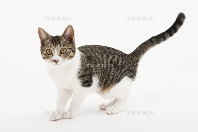 立っている猫 の写真素材 イラスト素材 アマナイメージズ