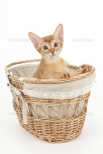 かごの中の猫[02322008778]の写真素材・イラスト素材｜アマナイメージズ