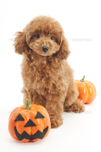 ハロウィンのかぼちゃと犬 の写真素材 イラスト素材 アマナイメージズ