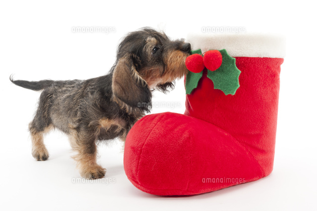 クリスマスブーツと仔犬 の写真素材 イラスト素材 アマナイメージズ