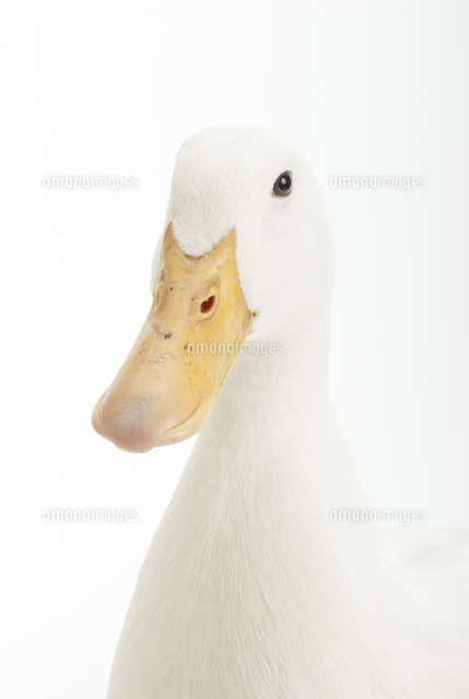 こっちを見ているアヒル の写真素材 イラスト素材 アマナイメージズ