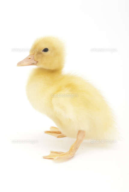 横を向いているアヒルの雛 の写真素材 イラスト素材 アマナイメージズ