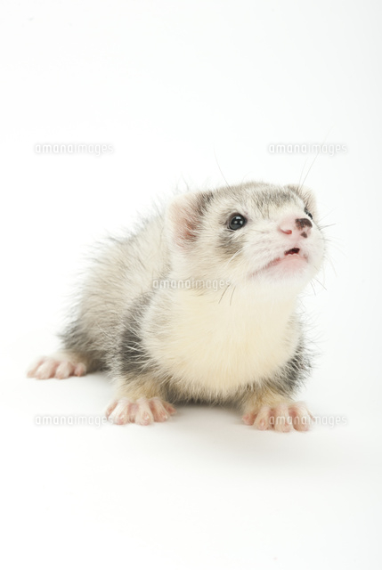 上を向いているフェレット の写真素材 イラスト素材 アマナイメージズ