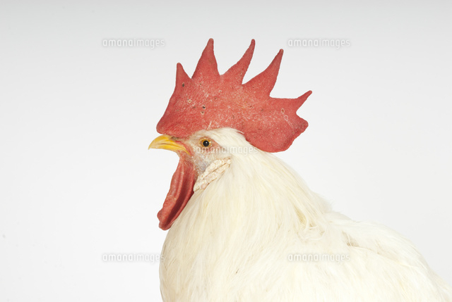 横を向いているニワトリ[02322009733]の写真・イラスト素材｜アマナ