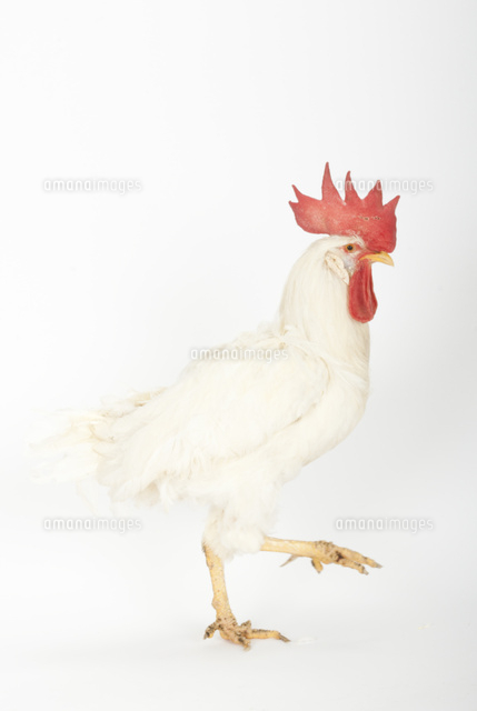 横を向いているニワトリ[02322009739]の写真・イラスト素材｜アマナ
