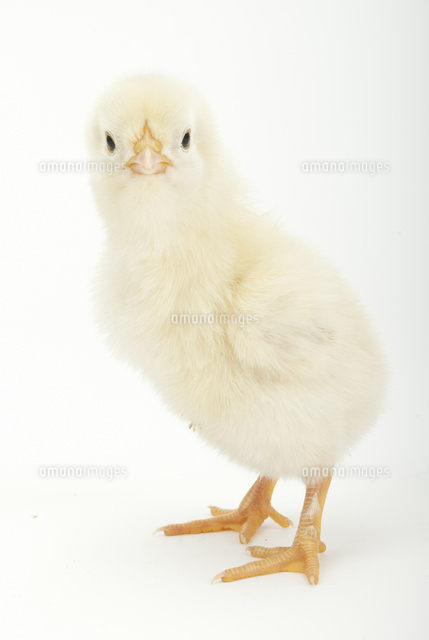 正面を向いているヒヨコ の写真素材 イラスト素材 アマナイメージズ