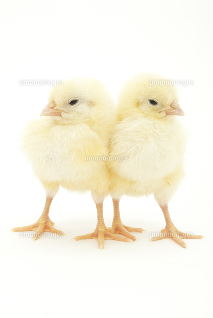 2羽のヒヨコ[02322009750]の写真・イラスト素材｜アマナイメージズ