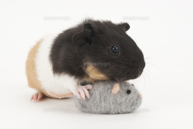 ネズミのおもちゃで遊ぶモルモット の写真素材 イラスト素材 アマナイメージズ
