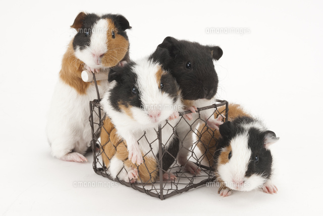 かごで遊ぶ4匹のモルモット の写真素材 イラスト素材 アマナイメージズ