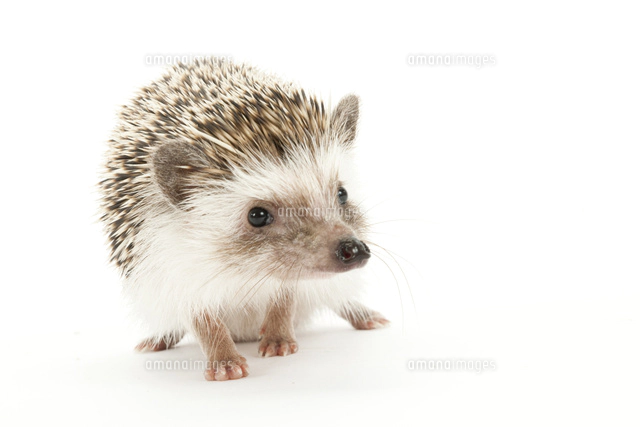 ハリネズミの写真素材 ストックフォト アマナイメージズ