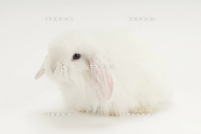 横を向いているウサギ の写真素材 イラスト素材 アマナイメージズ