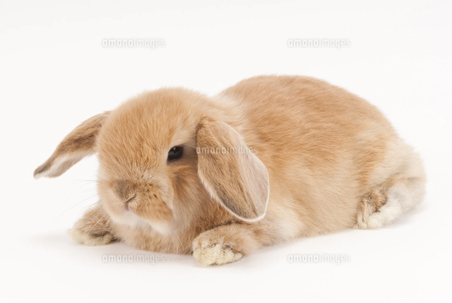 横を向いているウサギ の写真素材 イラスト素材 アマナイメージズ