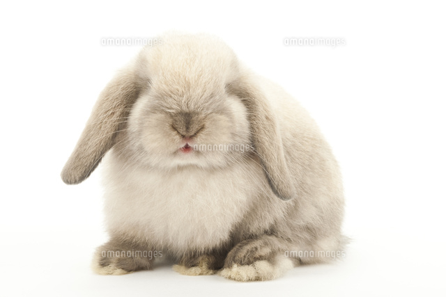正面を向いているウサギ の写真素材 イラスト素材 アマナイメージズ 正面を向いているウサギ の写真素材 イラスト素材 アマナイメージズ