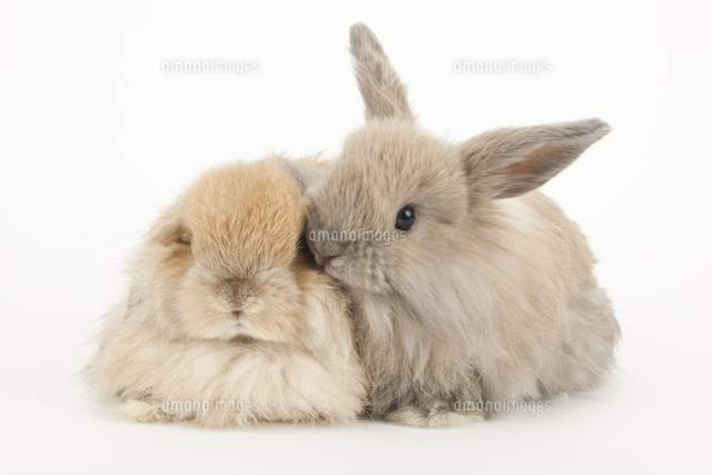 2羽のウサギ[02322010103]の写真・イラスト素材｜アマナイメージズ