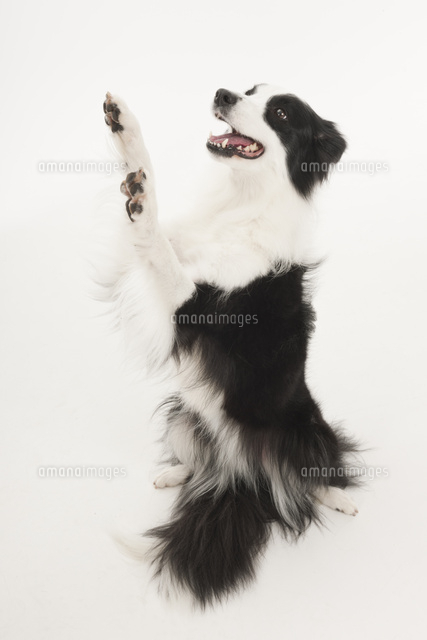 手を上げている犬 の写真素材 イラスト素材 アマナイメージズ