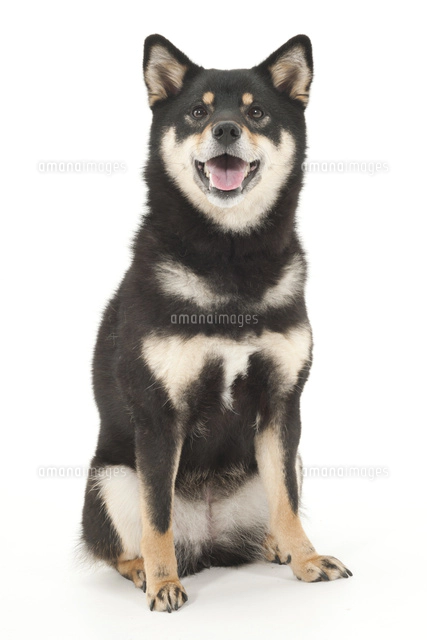 座ってこちらを向いている犬[02322010354]の写真・イラスト素材