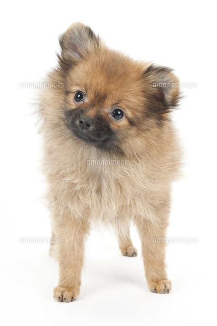 首を傾げている仔犬 の写真素材 イラスト素材 アマナイメージズ