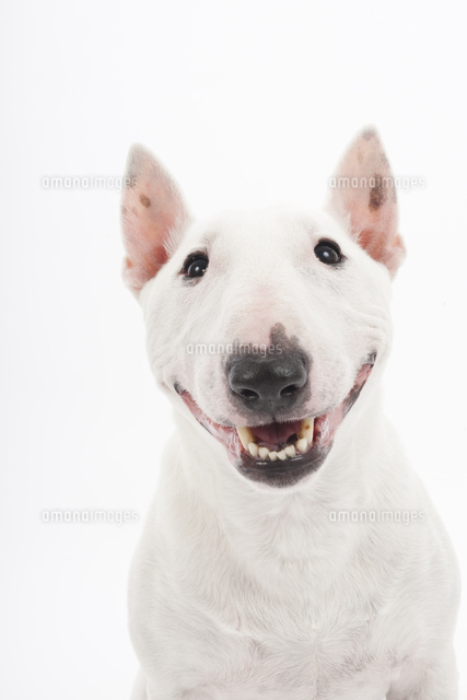 笑っている犬 の写真素材 イラスト素材 アマナイメージズ