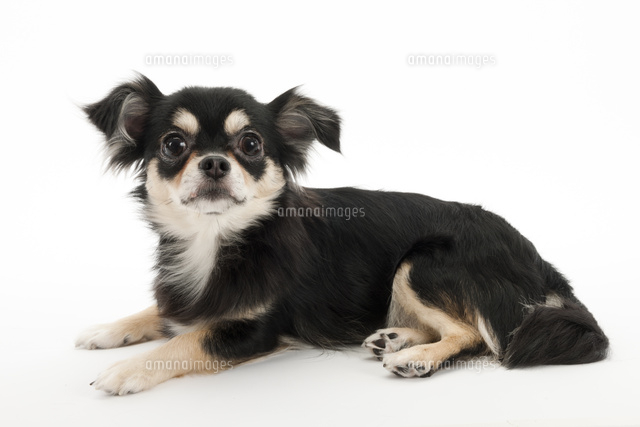 伏せている犬[02322010669]の写真・イラスト素材｜アマナイメージズ