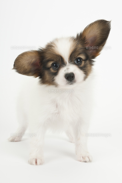 首を傾げている仔犬 の写真素材 イラスト素材 アマナイメージズ