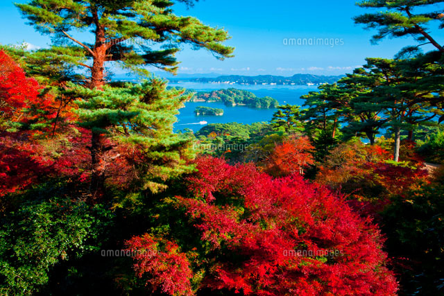 赤く紅葉する松島西行戻しの松公園 の写真素材 イラスト素材 アマナイメージズ