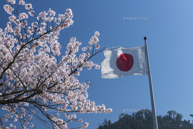 日本晴れの日の丸と桜 の写真素材 イラスト素材 アマナイメージズ