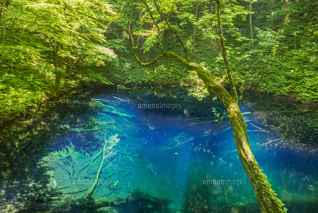 初夏の十二湖王池[02335004574]の写真・イラスト素材｜アマナイメージズ