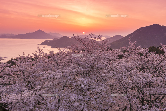 日の出の瀬戸内海と開山公園の桜 の写真素材 イラスト素材 アマナイメージズ