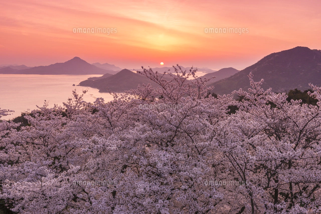 日の出の瀬戸内海と竜王山の桜[02335005757]の写真・イラスト素材