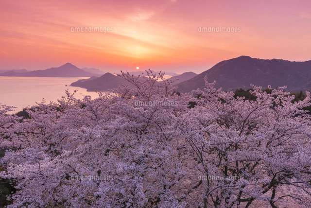日の出の瀬戸内海と竜王山の桜[02335005757]の写真・イラスト素材