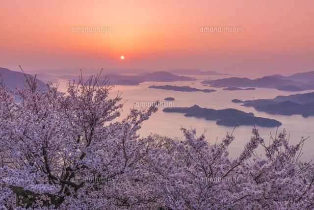 日の出の瀬戸内海と竜王山の桜[02335005757]の写真・イラスト素材