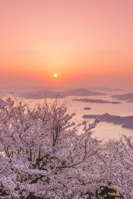 日の出の瀬戸内海と開山公園の桜[02335005753]の写真・イラスト素材