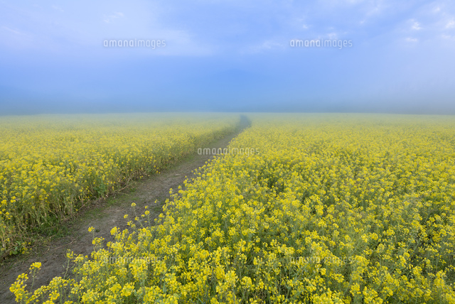 朝霧に包まれる五郎の河川敷の菜の花畑の小道 の写真素材 イラスト素材 アマナイメージズ