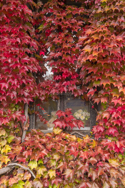 paraglass 蔦屋限定　蔦紅葉 蔦紅葉する函館明治館（旧函館郵便局）[02335006696]の写真・イラスト