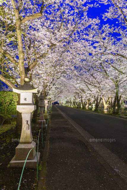 知覧護国神社参道の夜桜[02335007307]の写真・イラスト素材｜アマナ