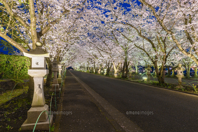 知覧護国神社参道の夜桜[02335007307]の写真・イラスト素材｜アマナ