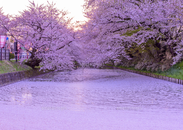 桜満開の弘前公園の夕[02335007350]の写真・イラスト素材｜アマナ
