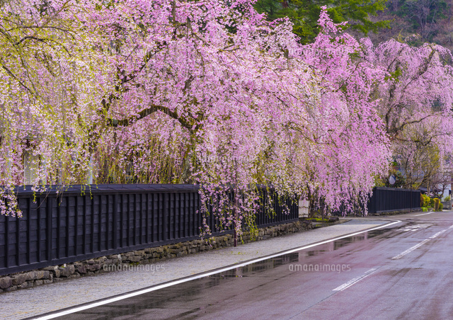 春雨美しい角館武家屋敷通りの桜 の写真素材 イラスト素材 アマナイメージズ