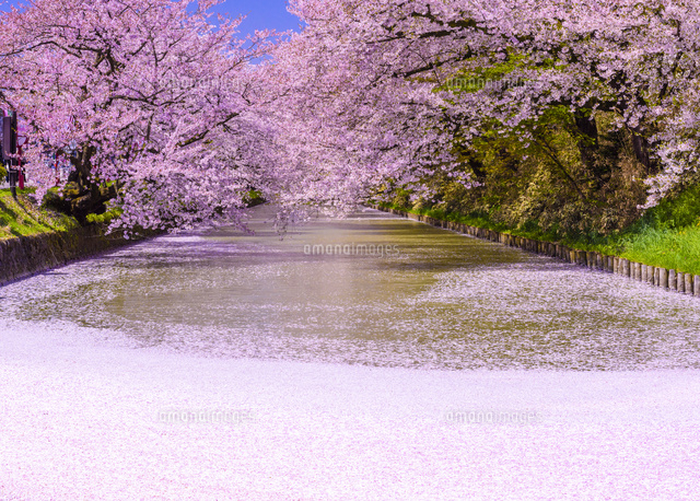 桜満開の弘前公園 の写真素材 イラスト素材 アマナイメージズ